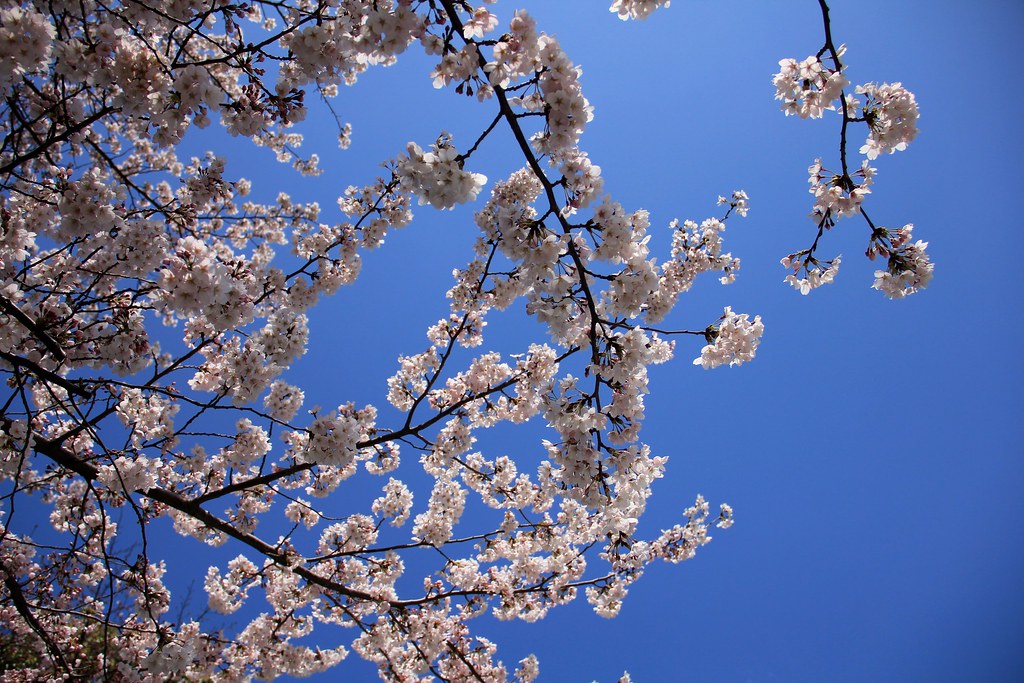 櫻花季