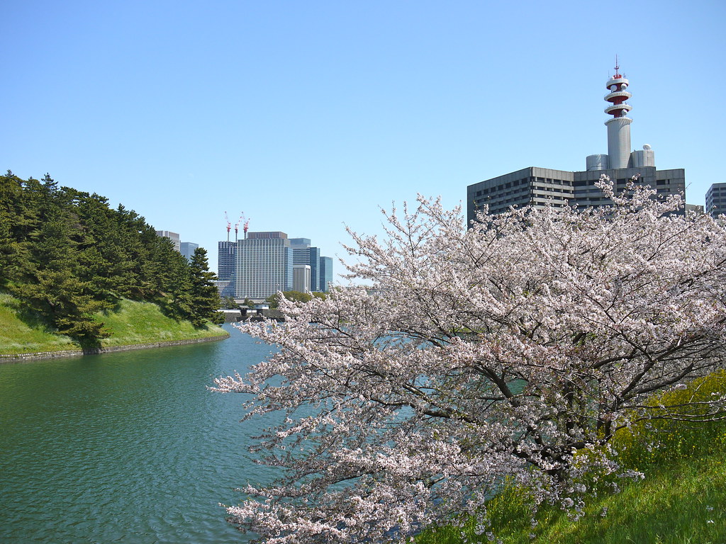 Sakura at Sakurada-hori