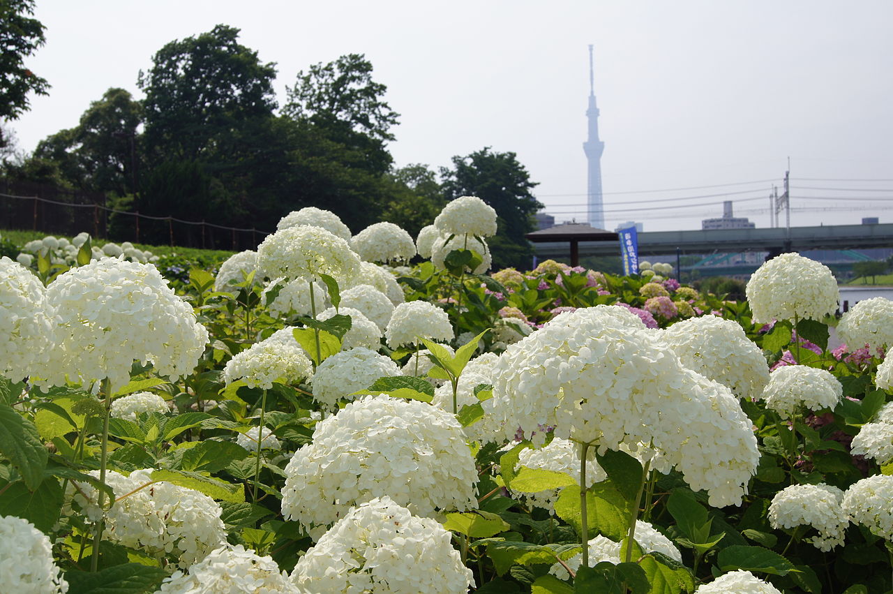 紫陽花の後ろにスカイツリー、そして総武線が走っています