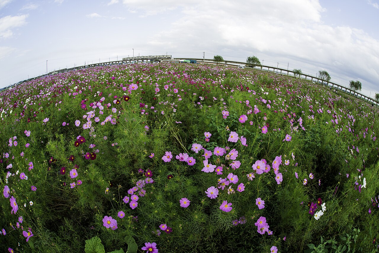 2013/10/14 花いっぱいの地球