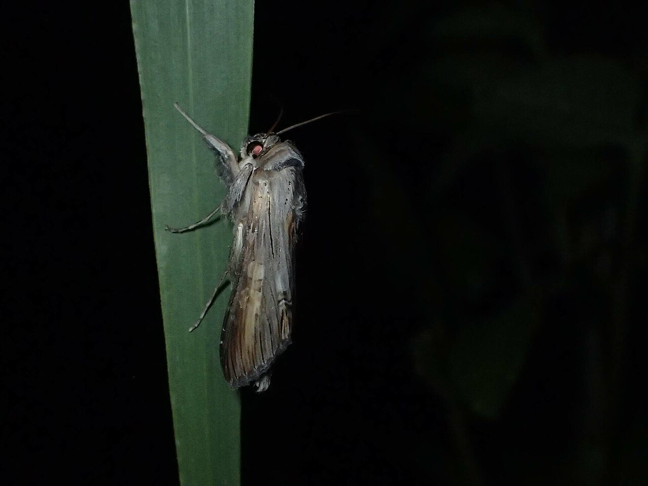 Cucullia kurilullia ssp. kurilullia. Subspecies of insect.