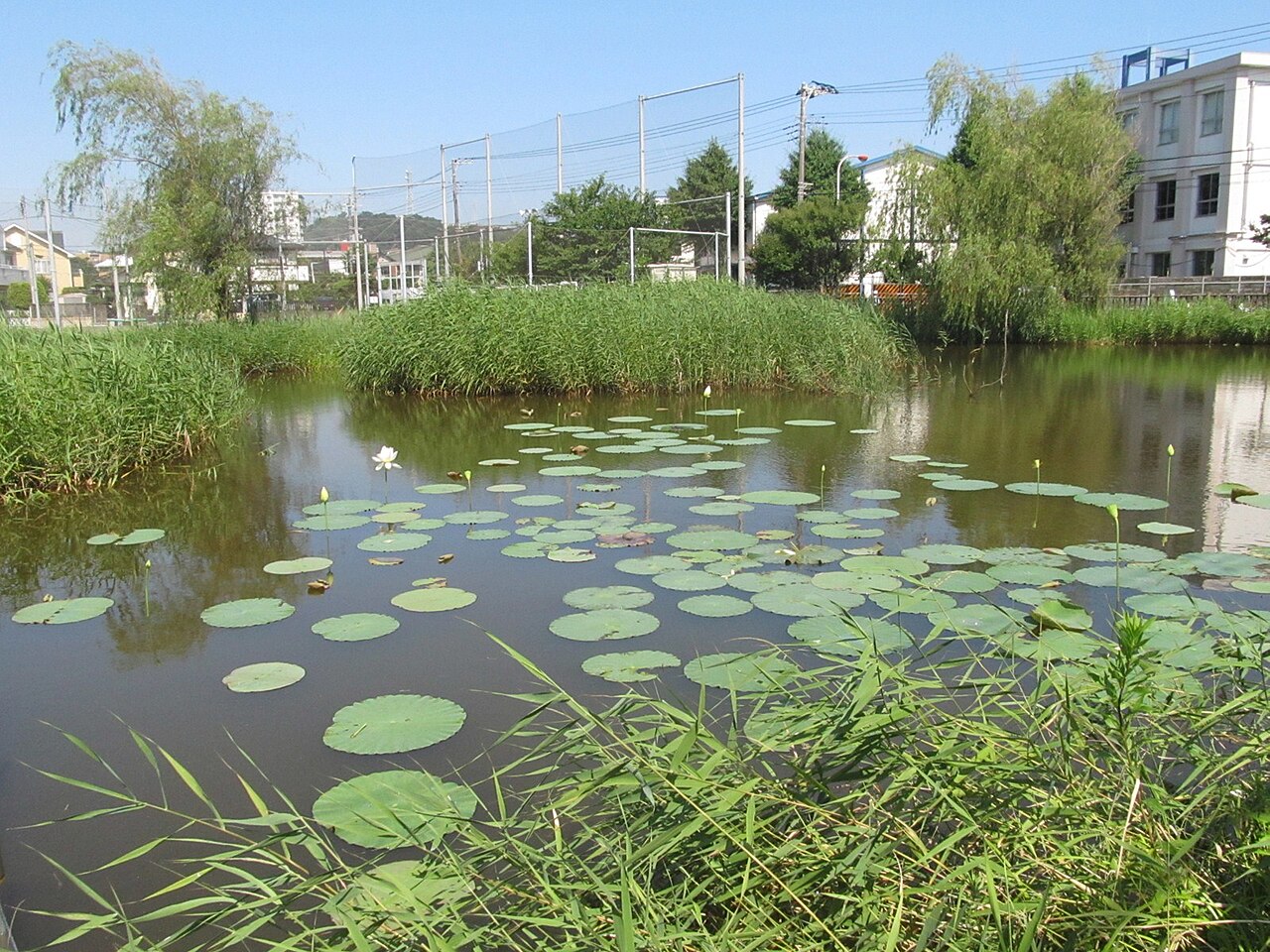 Hasu-ike in Fujisawa City, Kanagawa Prefecture, Japan