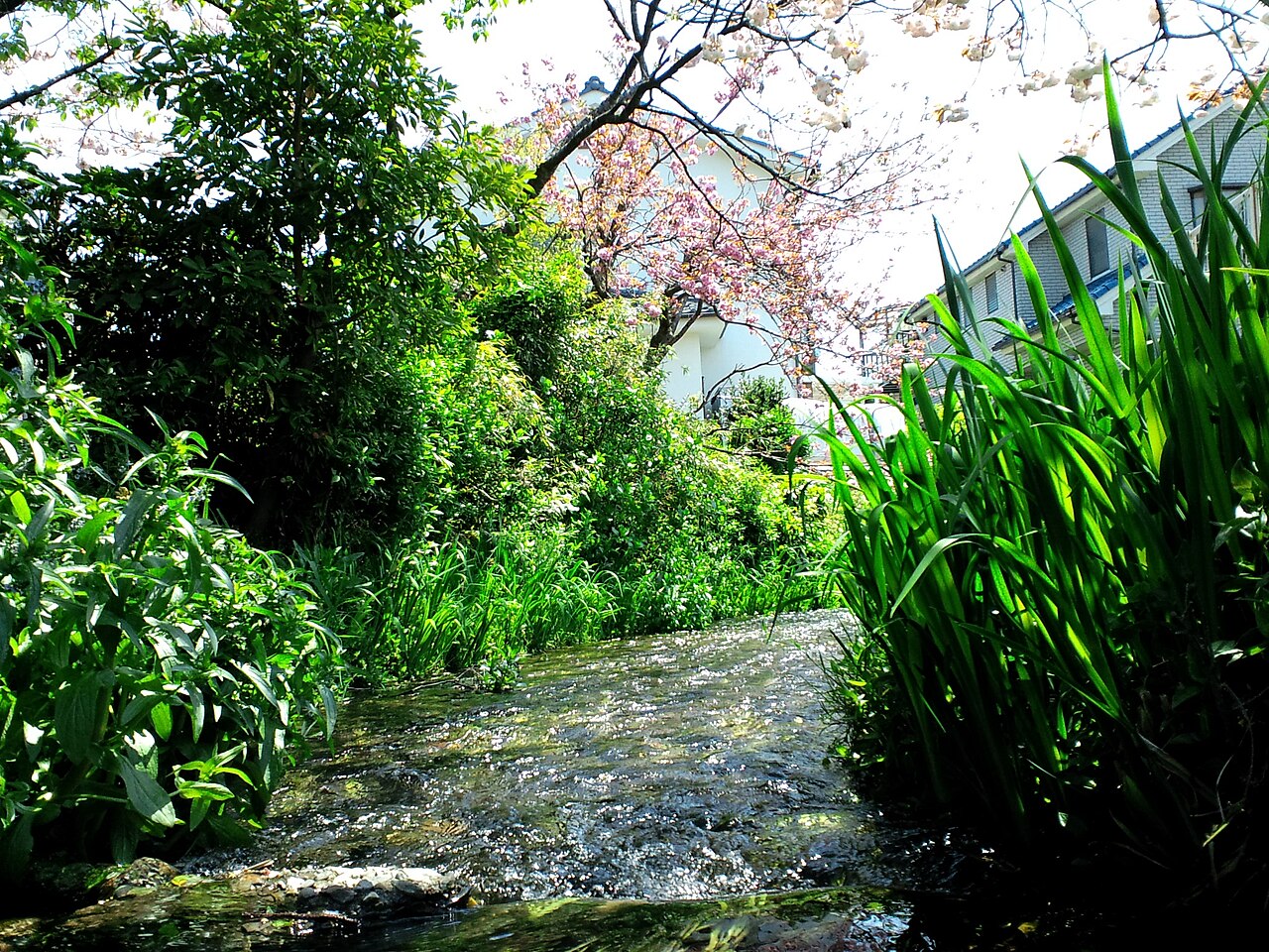 矢川(東京都国立市)